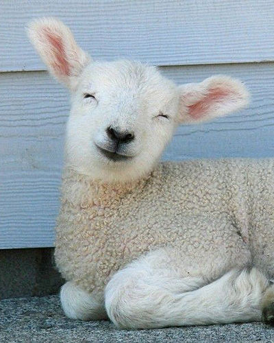 Make your customers as happy as this little lamb!
