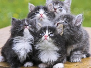 Adorable-Grey-Kittens-1280x960